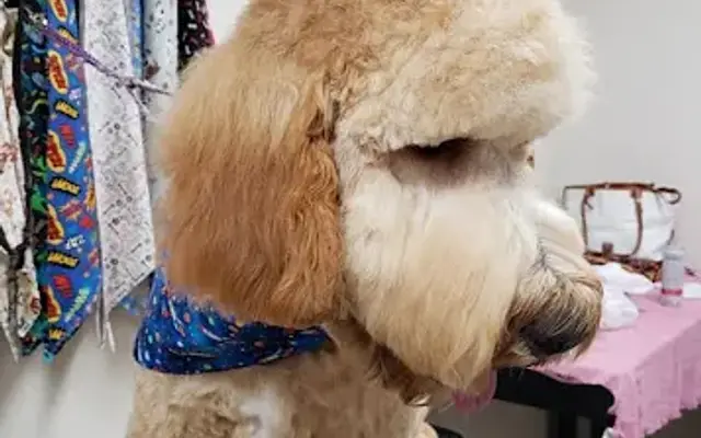 Le Paws Pet Grooming Salon in San Antonio, TX