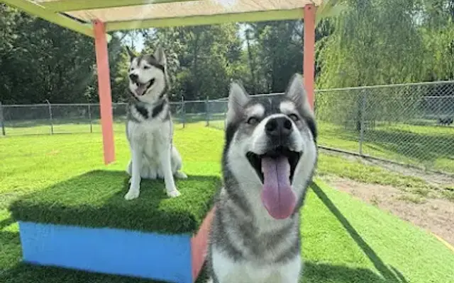 Little River Pet Resort in Columbia Station, OH