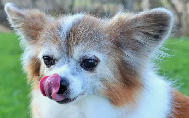 Trinity's Pet Parlor in Highland, MI