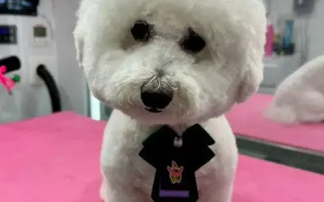 All Fur Love Mobile Pet Grooming in Sanford, FL