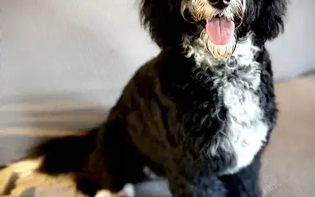 Comb & Collar Professional Mobile Pet Grooming in Wichita, KS