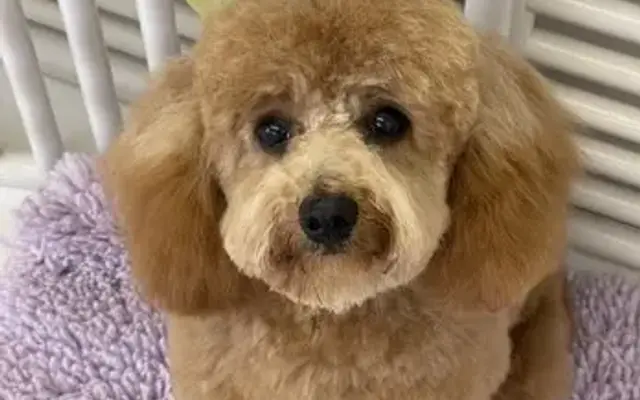 Carols Dog Grooming in Woburn Ma in Woburn, MA
