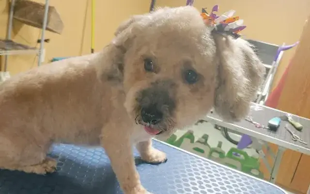 All Four Paws Pet Grooming in Earlton, New York in Coeymans Hollow, NY