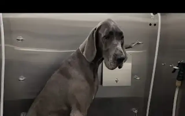 KAMFOAM DOG GROOMING AND PET RESCUE LLC in Columbia, SC