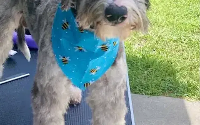 JJ’s House Call Grooming & Holistic Care in Chiefland, FL
