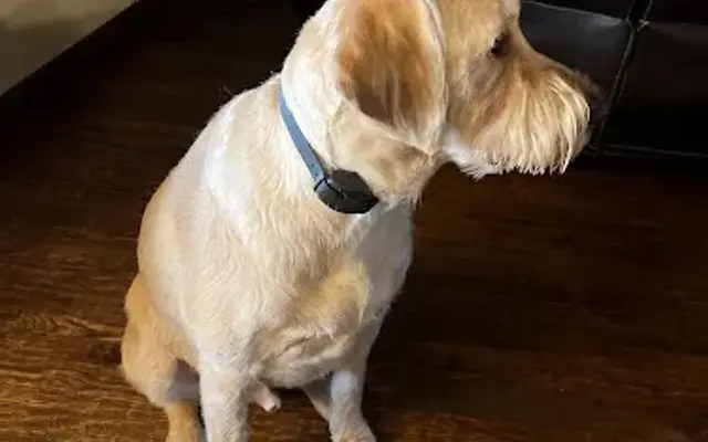 Always Spawtless Pet Grooming in Haslet, TX