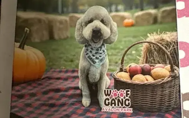 Woof Gang Bakery & Grooming Avalon Park in Wesley Chapel, FL
