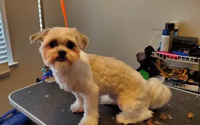 The Pin Up Groomer LLC in Williamsburg, VA