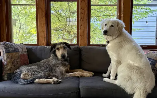 Canine Communication Dog Training LLC in Milwaukee, WI