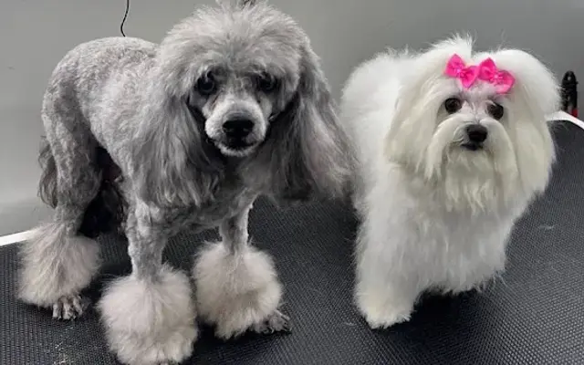 Gentle paws pet grooming in Plantation, FL