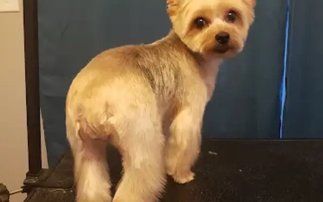 For the Love of Dogs Mobile Grooming in Haw River, NC