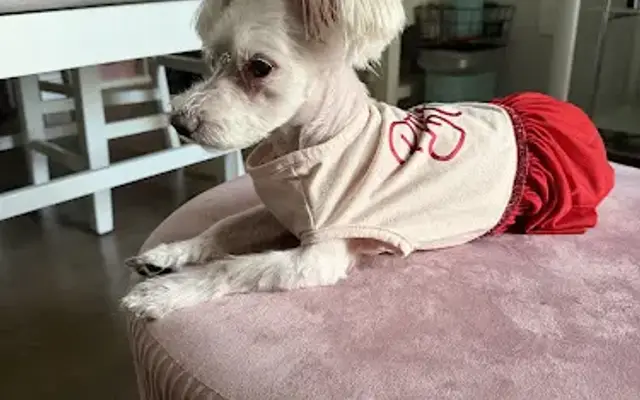 My Sweet Dog in Belleville, NJ