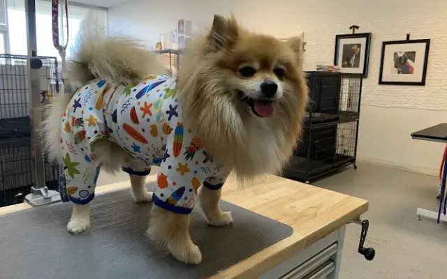 Doggie Dews ( Pet Spa) in Casa Grande, AZ