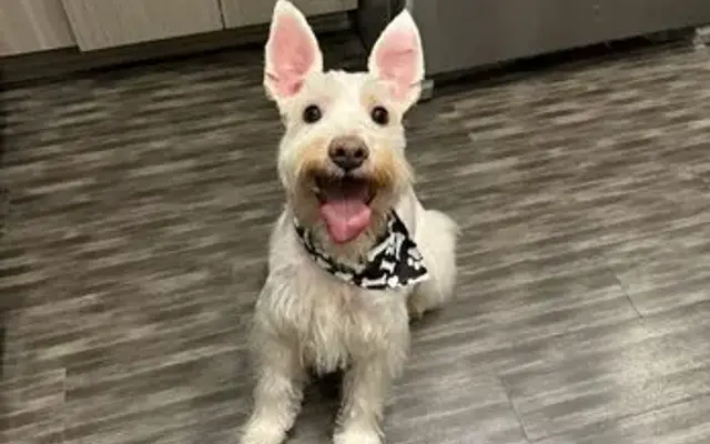 S" a Doodle Pet Grooming in Lakewood, CA