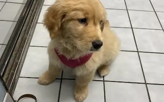 All Valley Pet Hospital in Santa Maria, CA