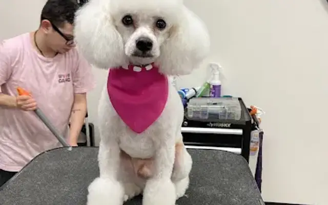 K9 Dog Grooming Company in Katy, TX