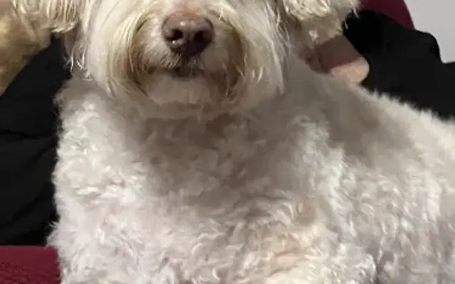YaYa’s Grooming in Atlanta, GA