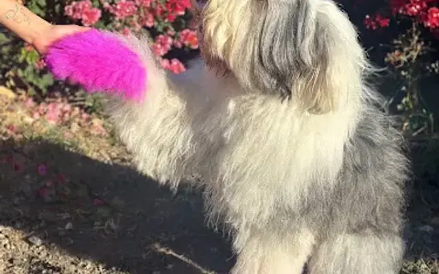 Muttley’s Playhouse LLC in San Mateo, CA