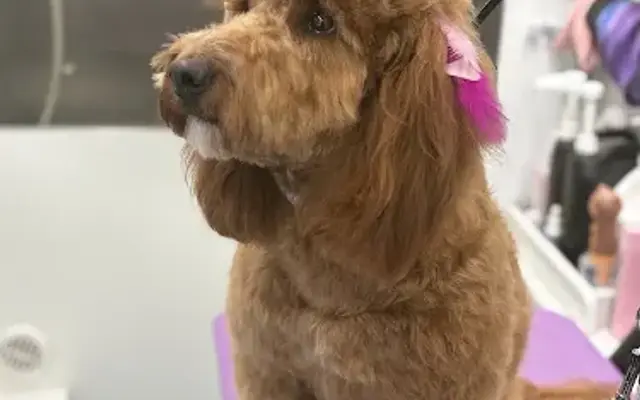 DapperTails Mobile Pet Grooming of Scottsdale in Phoenix, AZ