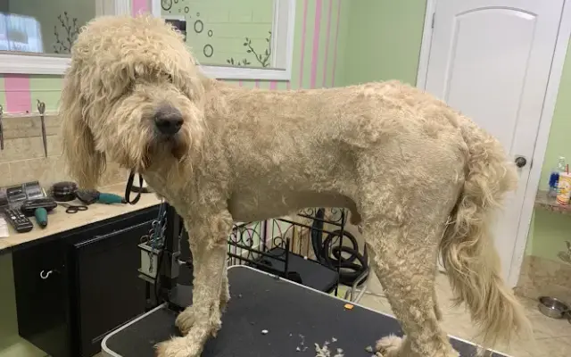 Precious Pets Grooming in Sweetwater, TN