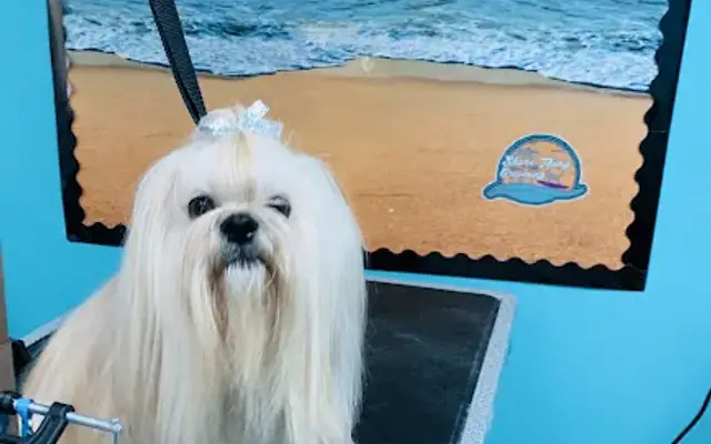 Shore Thing Grooming in Panama City Beach, FL