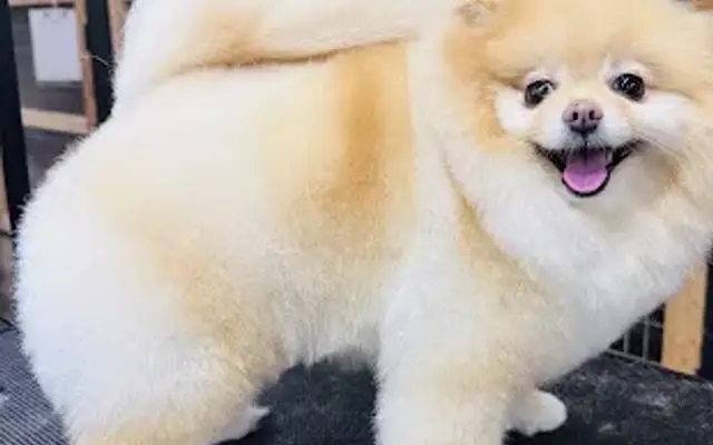 Igroomobile pet service in Houston, TX