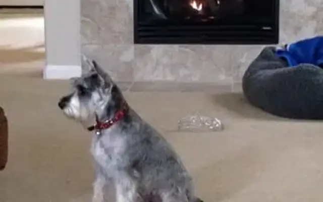 Diamond in the Ruff Grooming Spa in Lodi, CA
