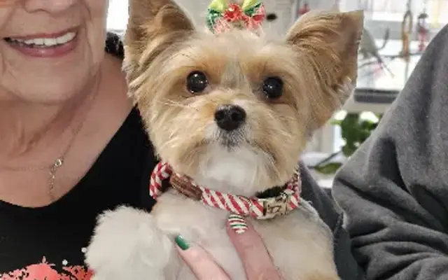 4 My Pet Grooming & Boarding in Selmer, TN