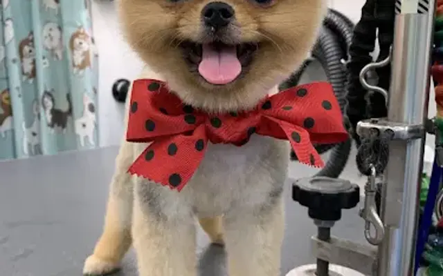 Smile Mobile Grooming in Manhattan Beach, CA