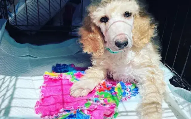 Pooch Designs and Pet Service by O’Mar in Richmond, VA