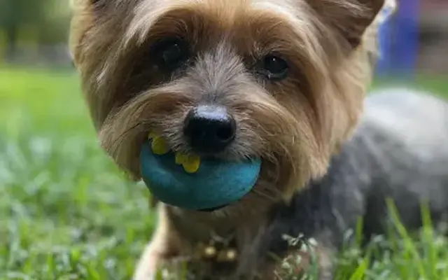The Groomery in Westford, MA