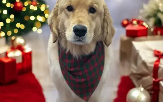 Bark and Bubbles Pet Grooming llc in Oconomowoc, WI