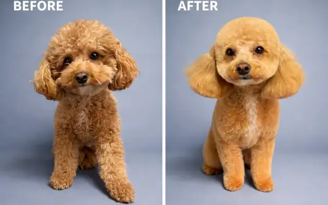 Pawsitive Pet Care in Washington, NC