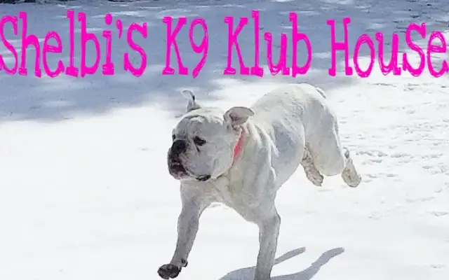 Shelbi's K9 Klub House in Kimball, MI