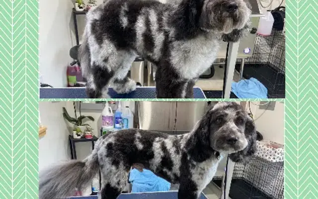 Emy Lou’s Dog Grooming in Santa Rosa, CA