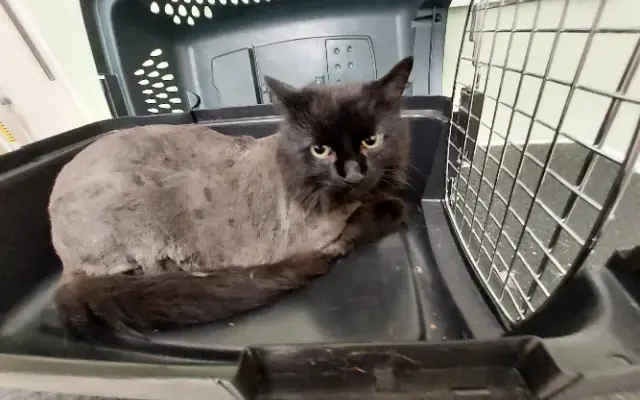Irish Touch Pet Grooming in Chesterton, IN