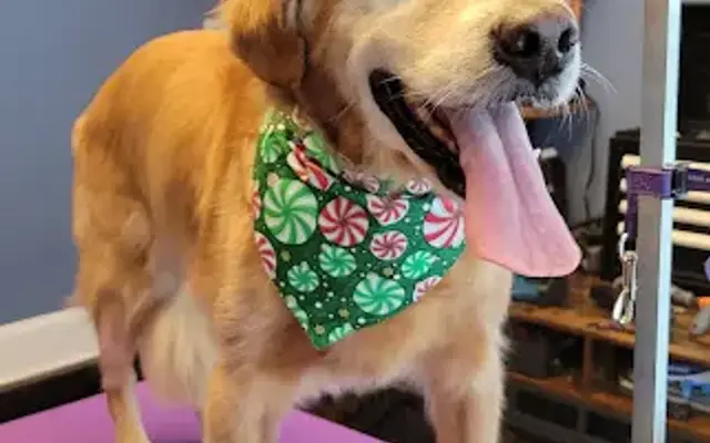 Purdi Paws Pet Grooming in Hamilton, OH
