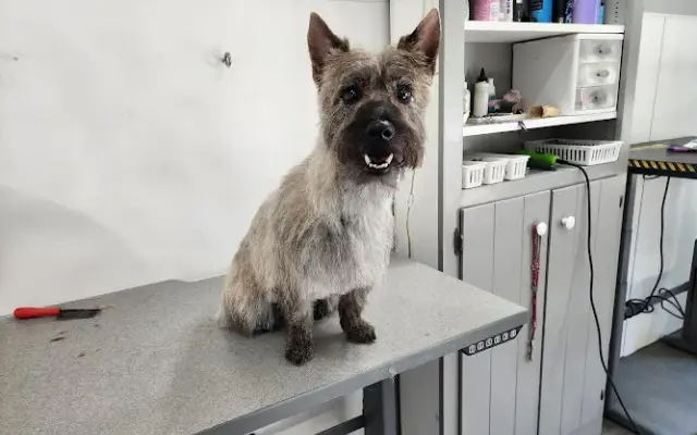 The Groomery in Tumwater, WA