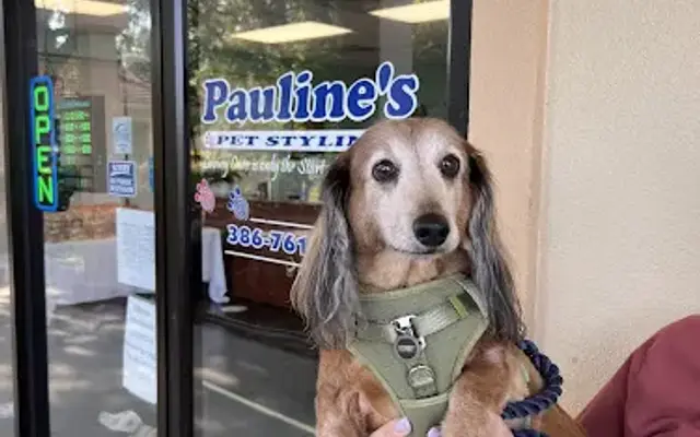 Pauline's Pet Styling in Port Orange, FL