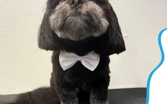 Mobile Pet Grooming World in Kissimmee, FL