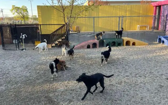 Playful Paws in Malden, MA