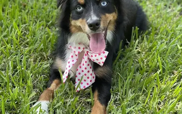 Sittin Pretty Pet Salon in Simonton, TX