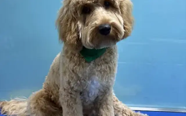 Pasco Pups Grooming LLC in Pasco, WA