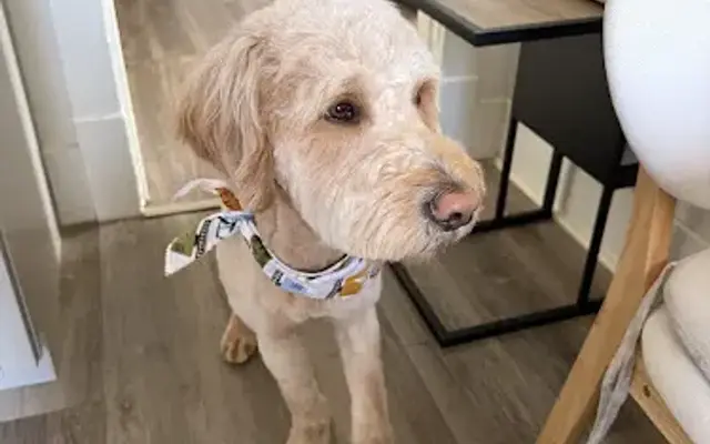 The Pampered Pup LLC in Neenah, WI