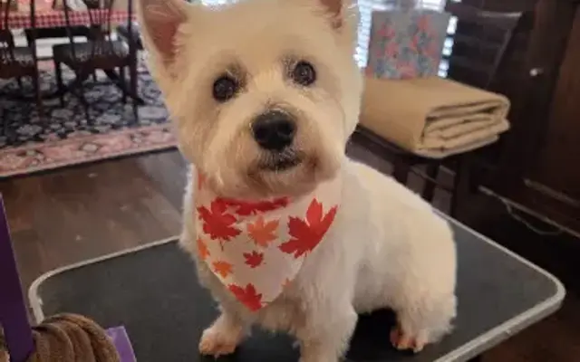 Magic Mutt House Call Grooming in Madison, AL