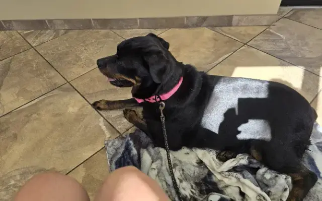 Animal Care Hospital in Dyersburg, TN