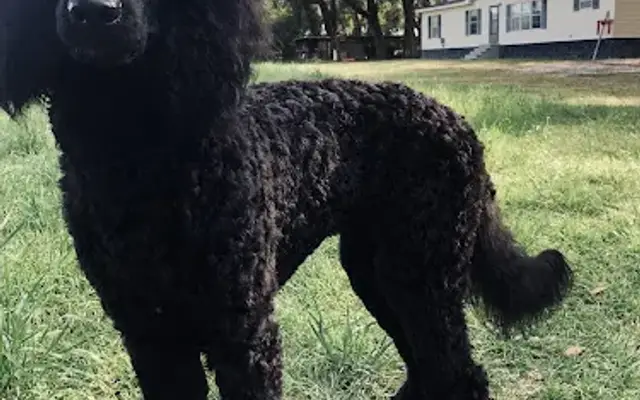 Animal World Grooming in Baxley, GA