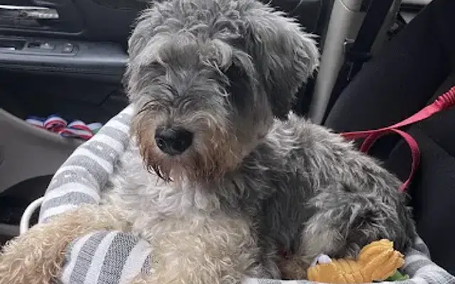 Sara's friendly Dog Grooming in House Springs, MO