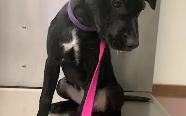 Runaway Farm Pet Hospital in Pennsburg, PA
