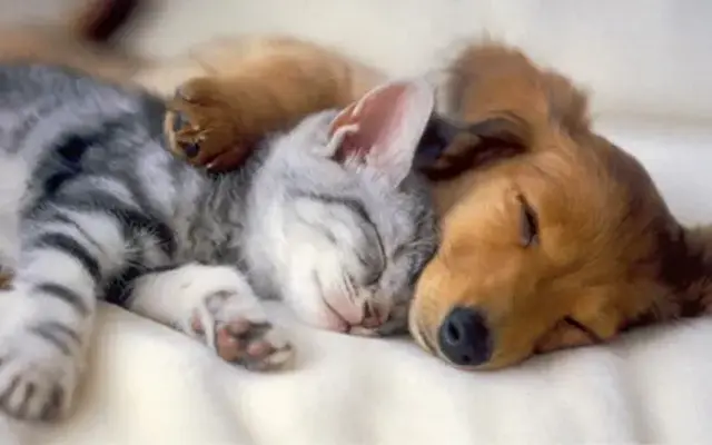 Pleasant Hill Animal Hospital in Duluth, GA